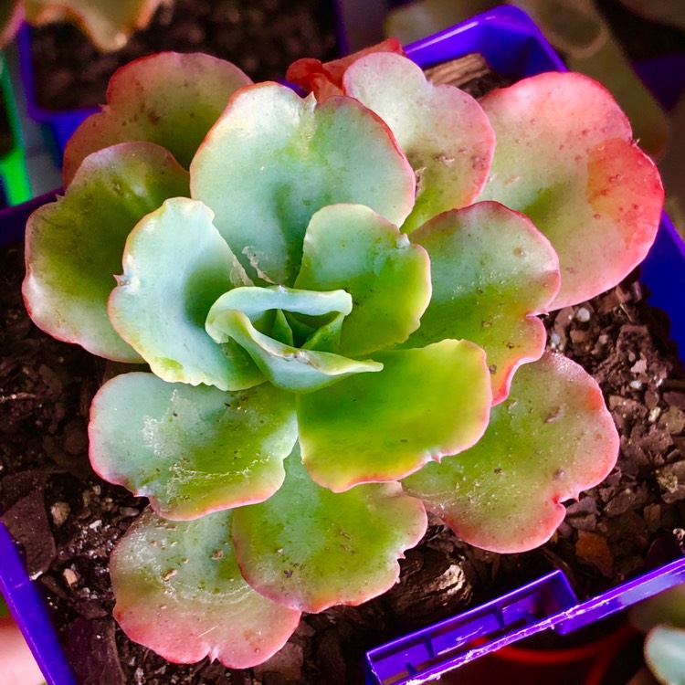 Plant image Echeveria Aquarius