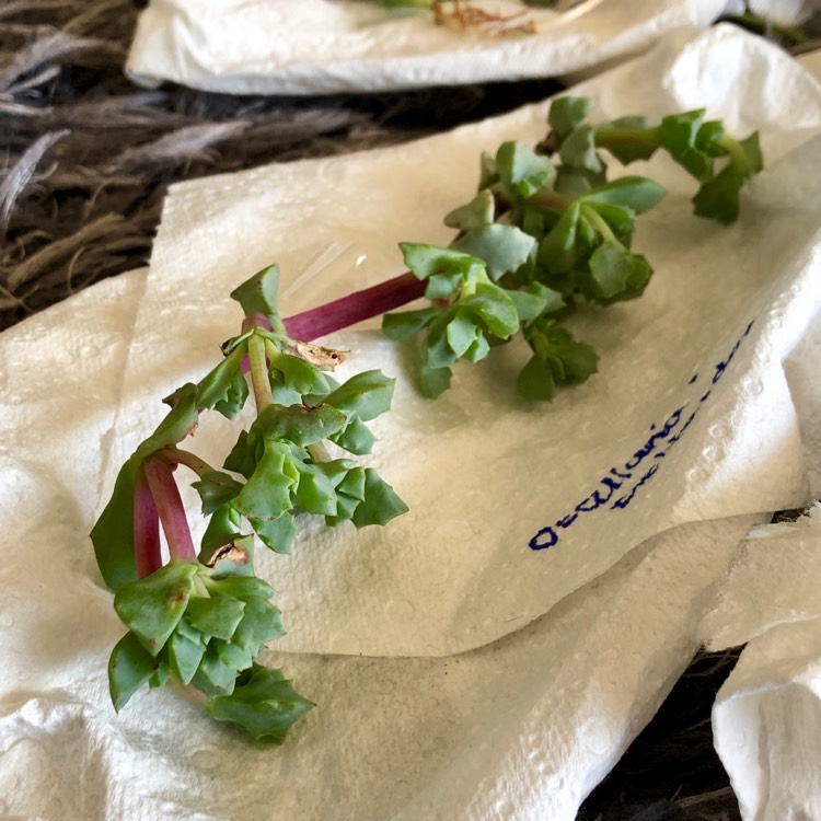 Plant image Oscularia deltoides 'Schwantes'