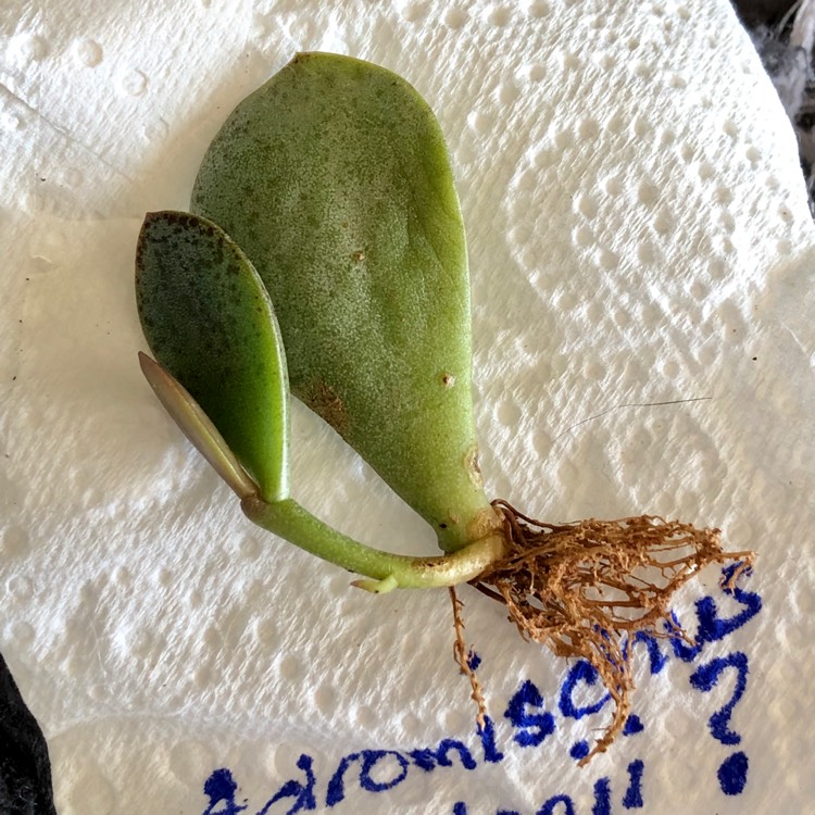Plant image Adromischus  Alstonii