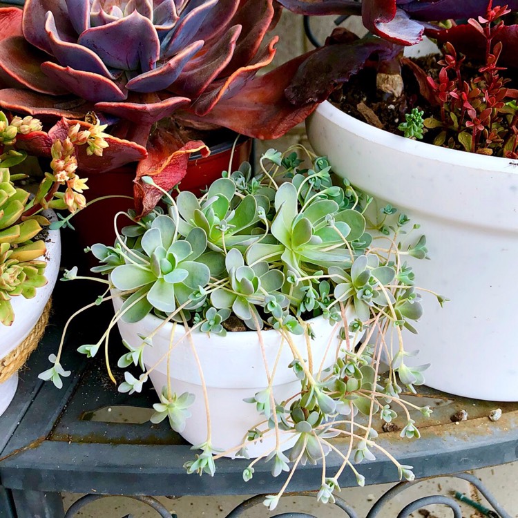 plant image 1132697