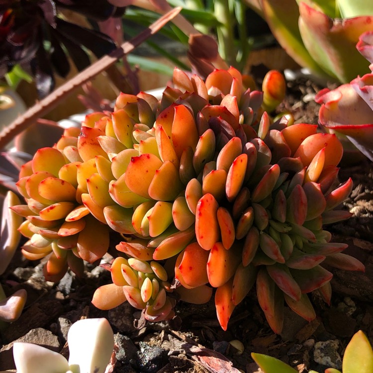 Plant image Echeveria Spectabilis Cristata