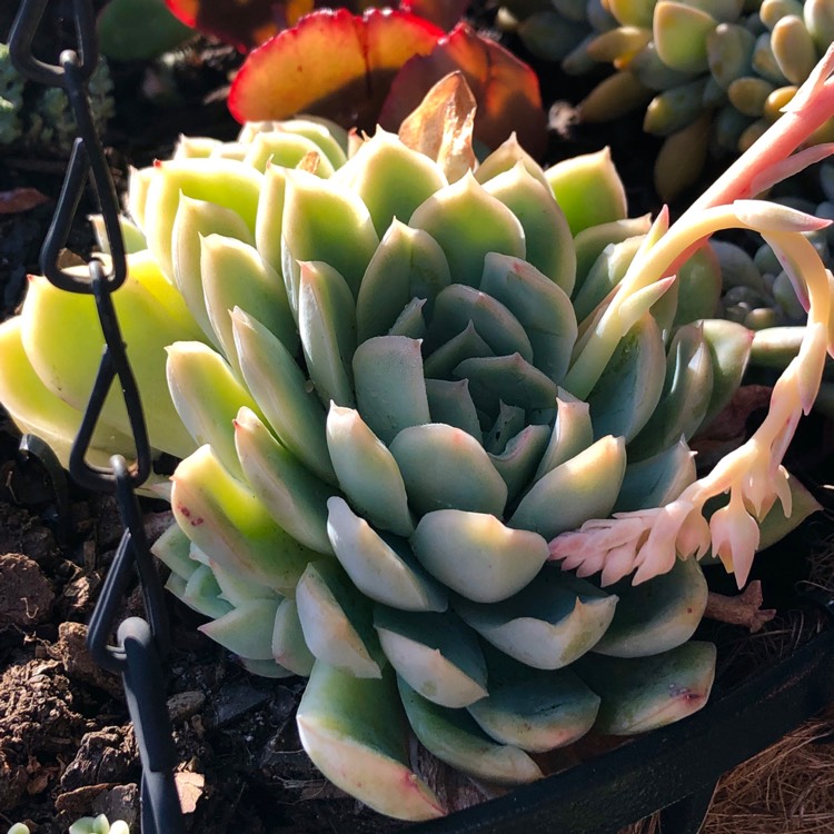 Plant image Echeveria Shimoyama