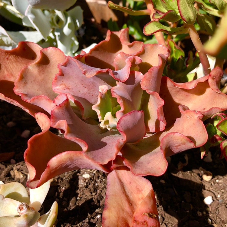 Plant image Echeveria County Fair