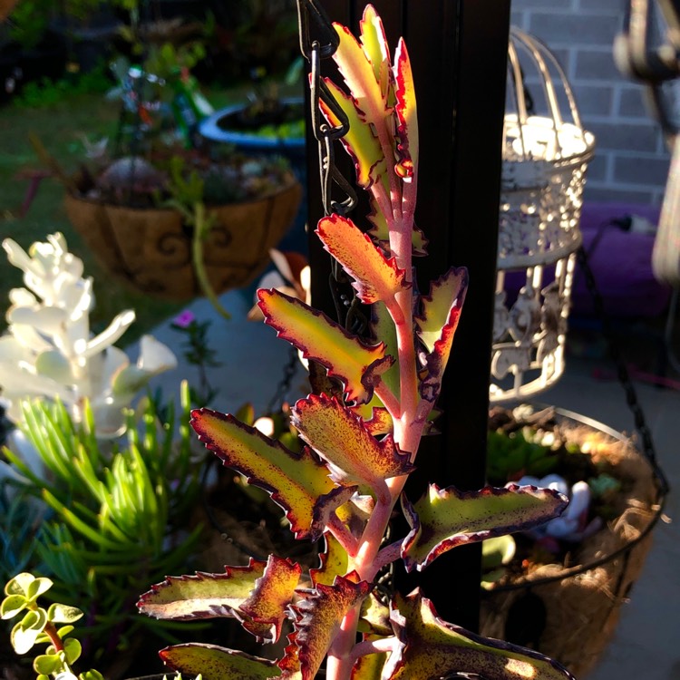 plant image 1141468 plant image 1141468