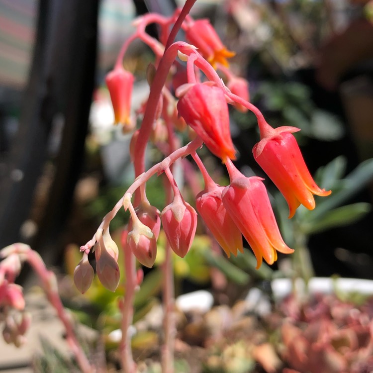 plant image 1141478 plant image 1141478