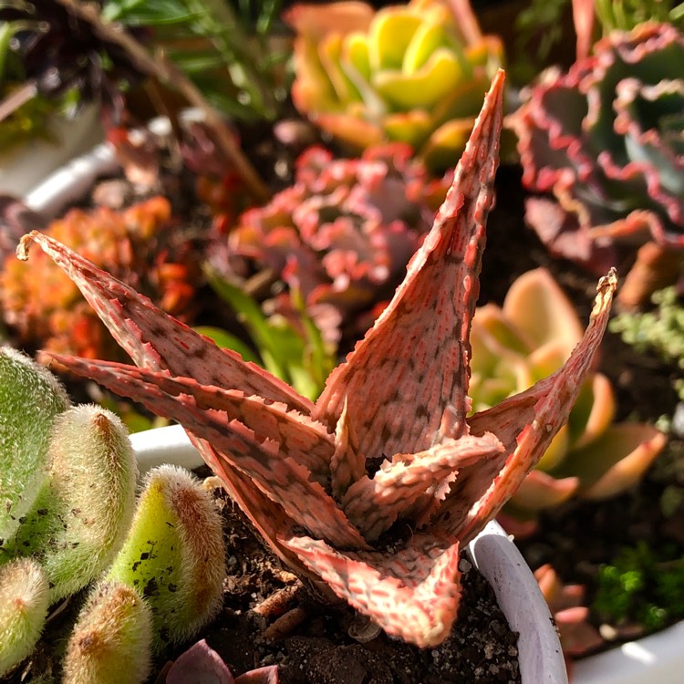 Plant image Aloe Saturn