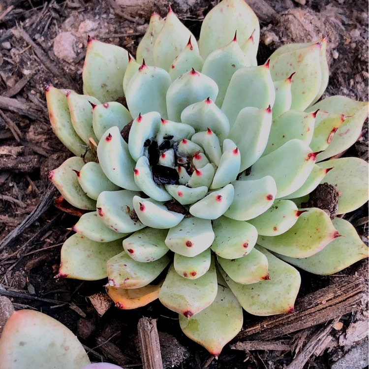 plant image 1296304 plant image 1296304