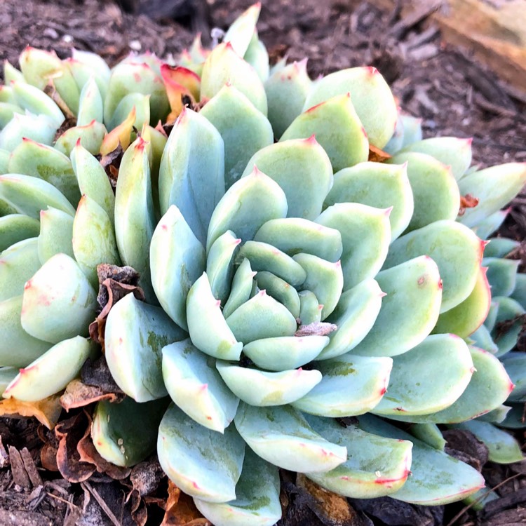 plant image 1296368