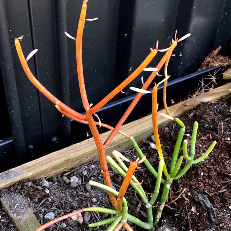 plant image 1296383