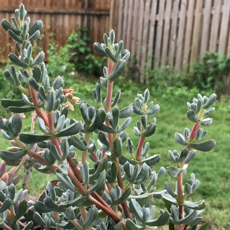 plant image 869644