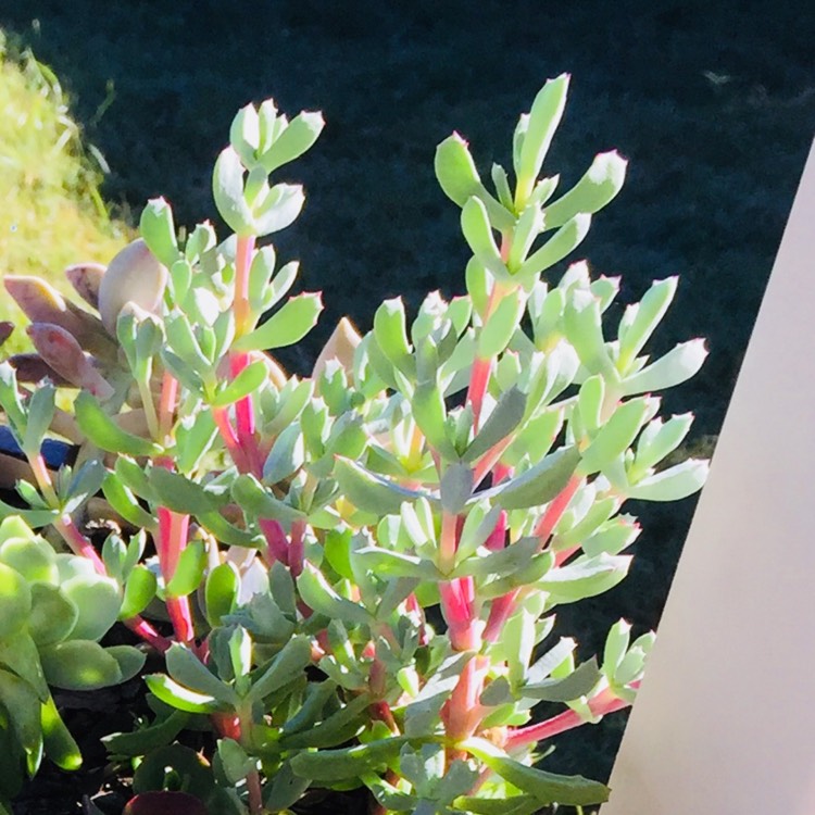 plant image 872843