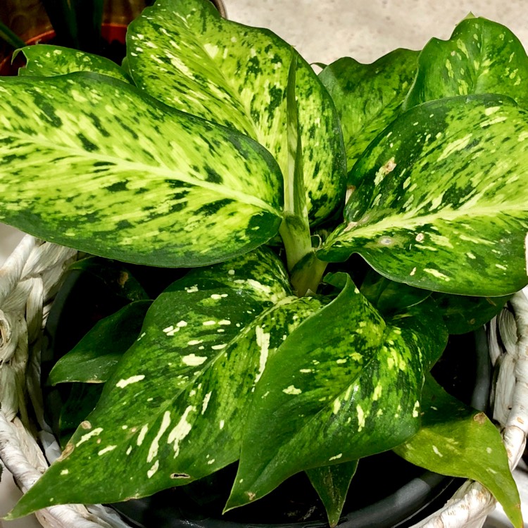 Plant image Dieffenbachia 'Star Bright'