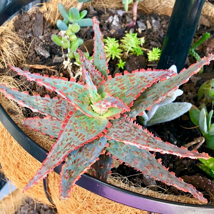plant image 880071