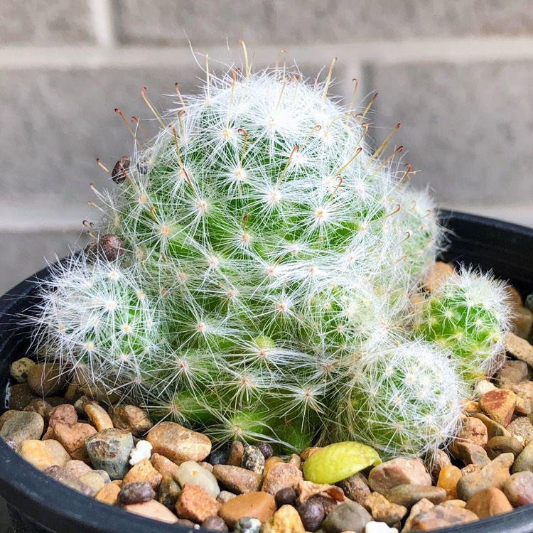 plant image 889590