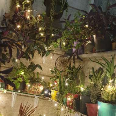 Tradescantia pallida