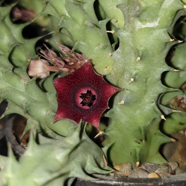 Plant image Huernia