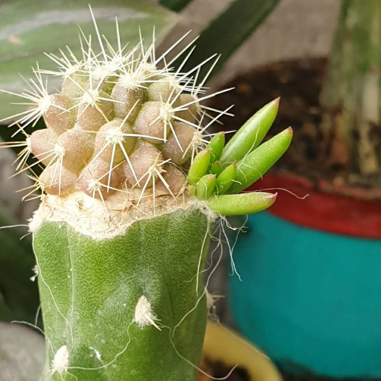 plant image 1236219