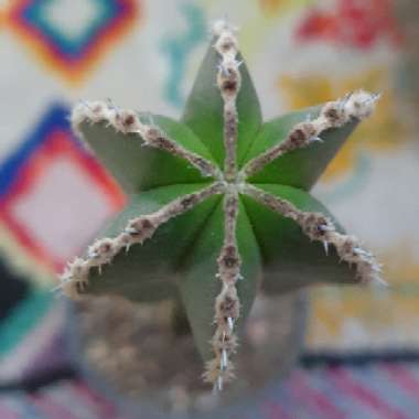 Pachycereus marginatus