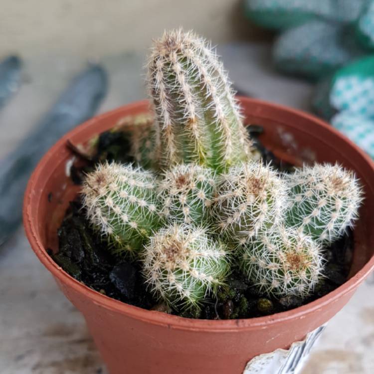 Plant image x Chamaelobivia Lincoln Rainbow