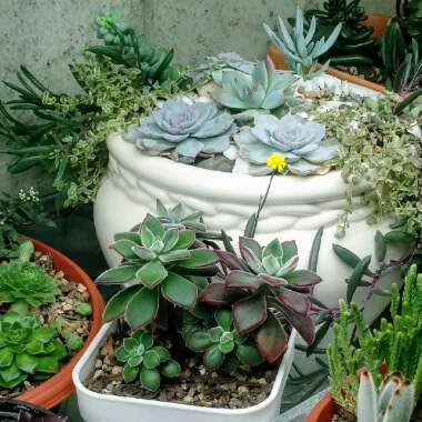 Melissa's garden