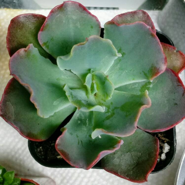 plant image 898993 plant image 898993