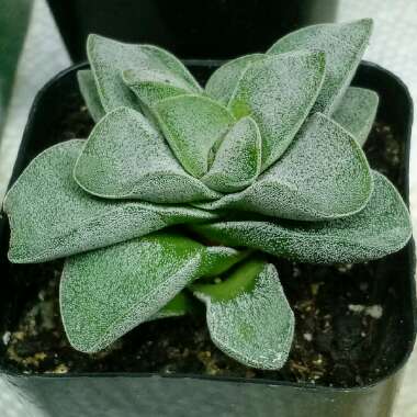 Crassula 'Springtime'