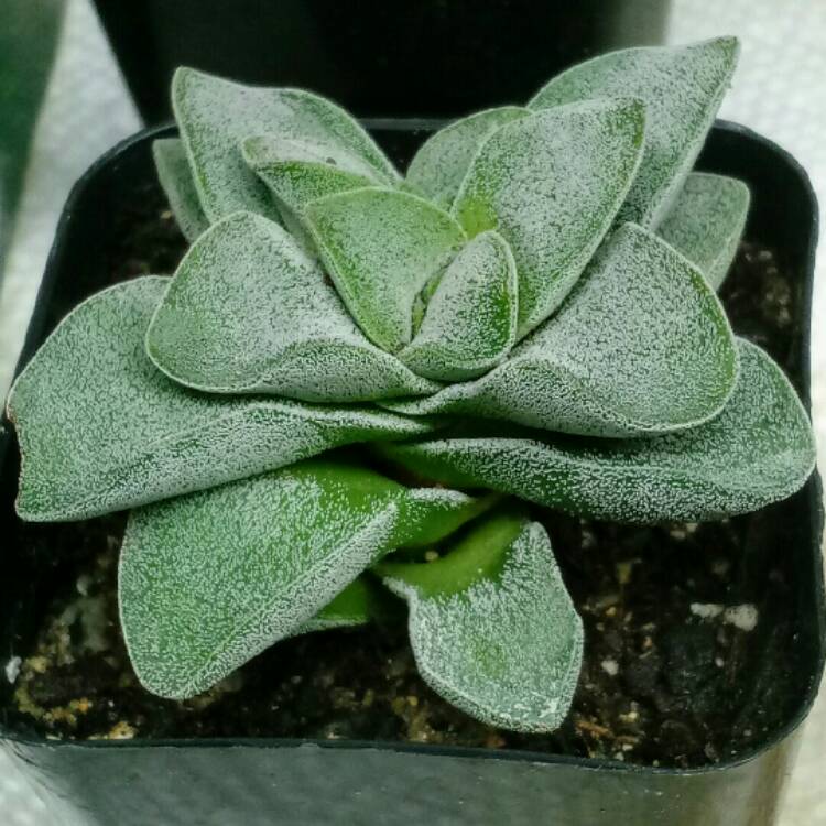plant image 899127