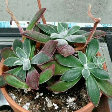 Echeveria Harmsii Red Velvet