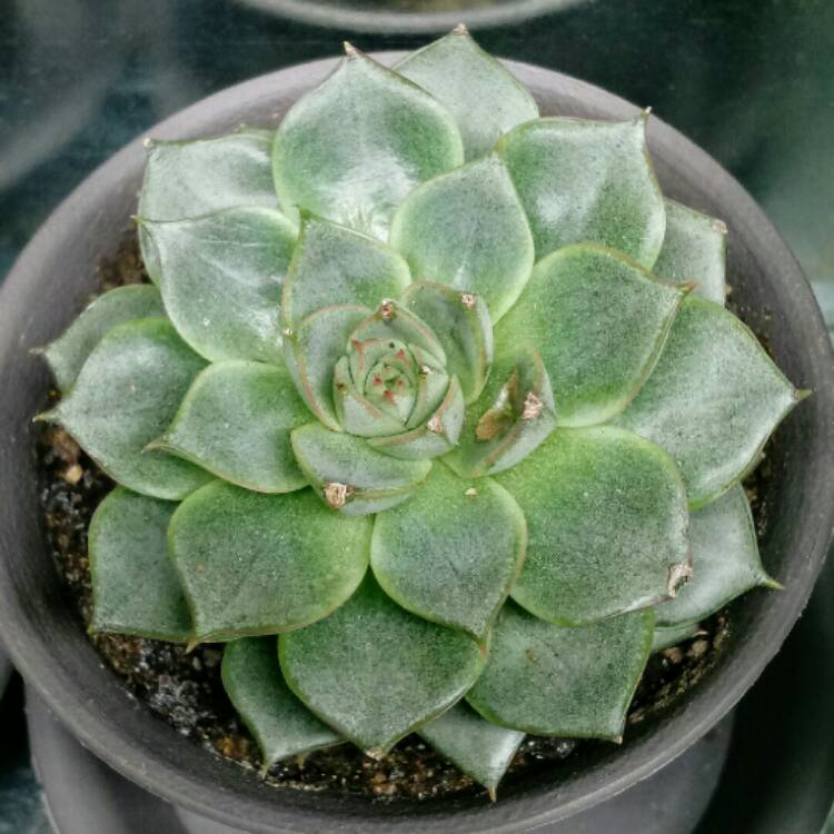 plant image 899638