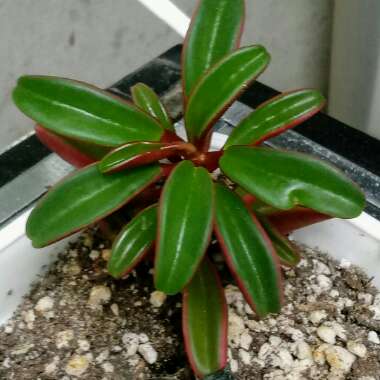 Peperomia Graveolens