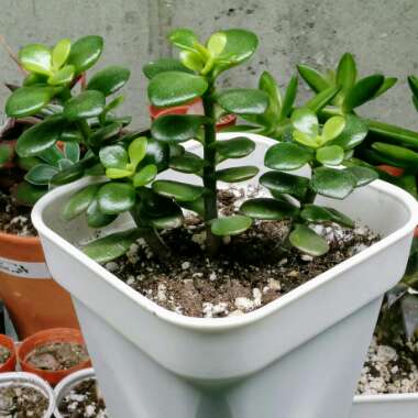 Crassula ovata 'Arborescens'