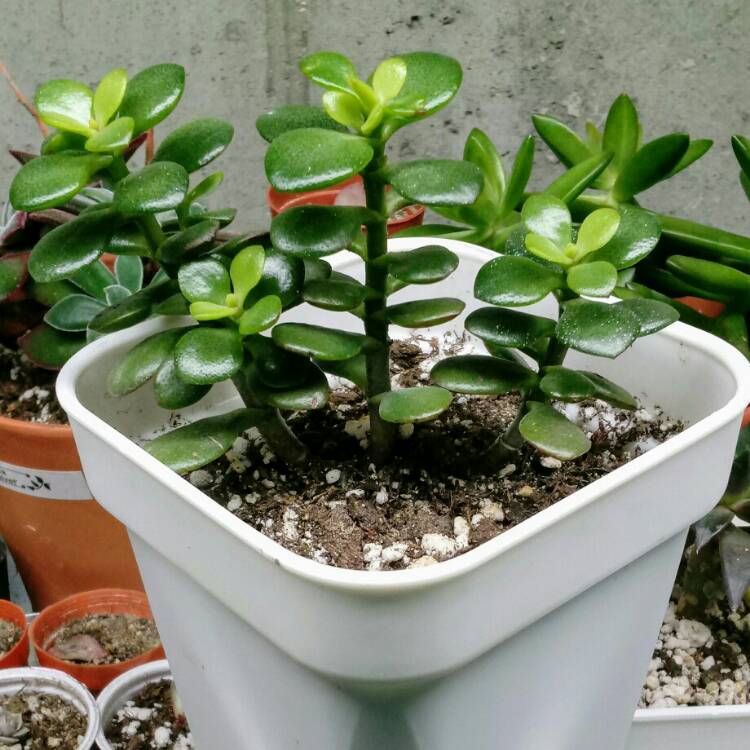 plant image 900821