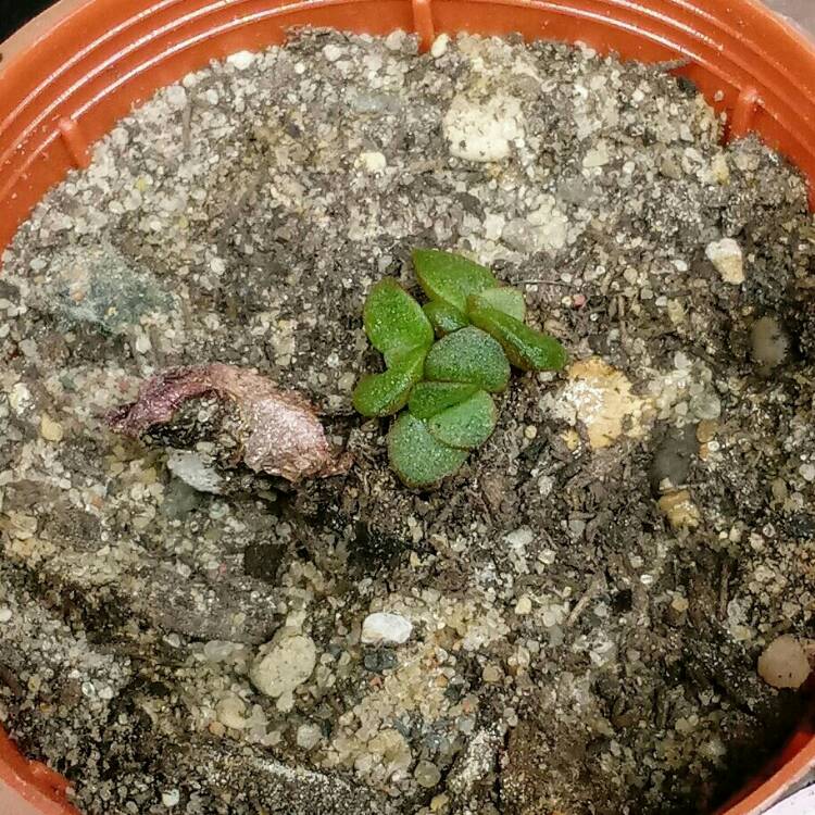 plant image 900823