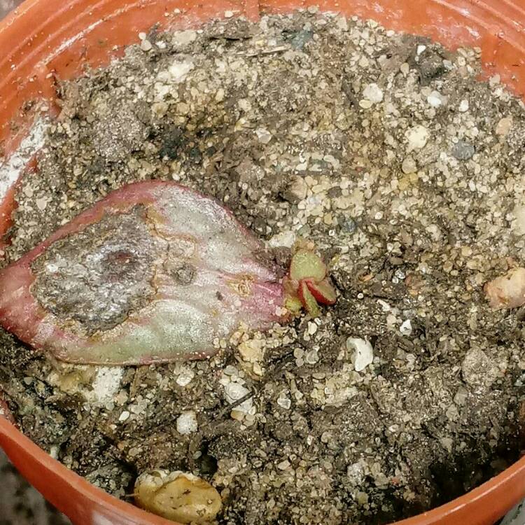 plant image 900824
