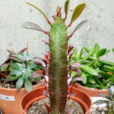 Euphorbia trigona rubra