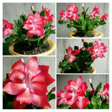Schlumbergera truncata