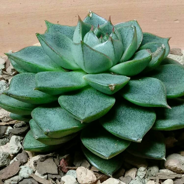 plant image 910961