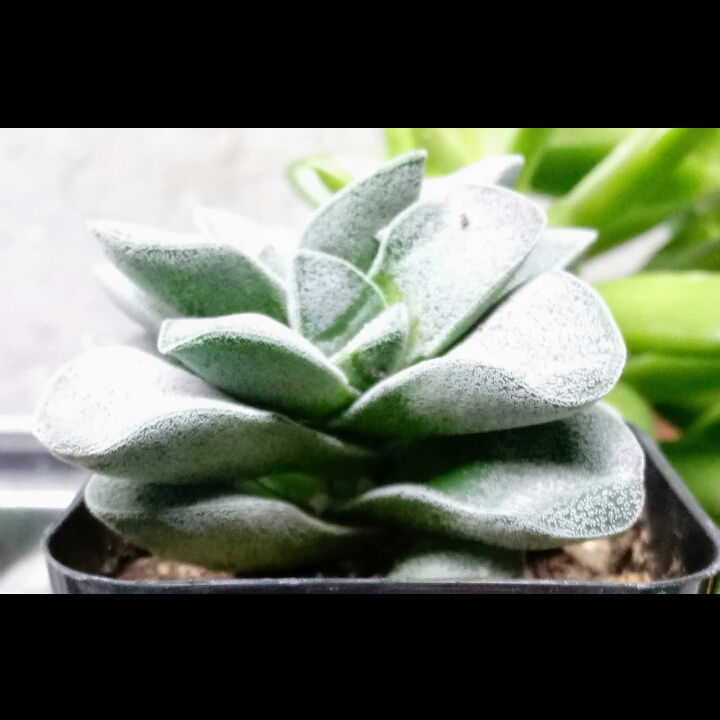 plant image 910976