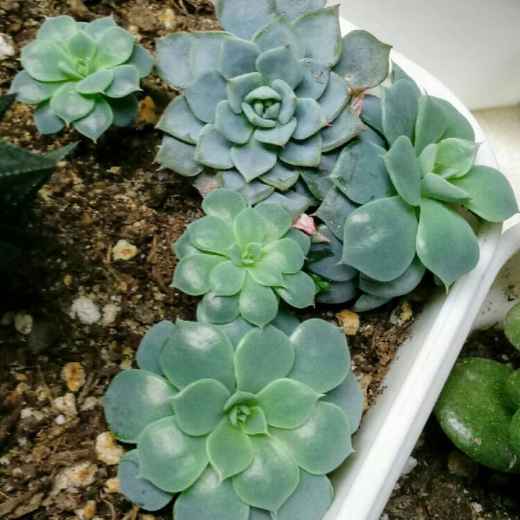plant image 911012 plant image 911012