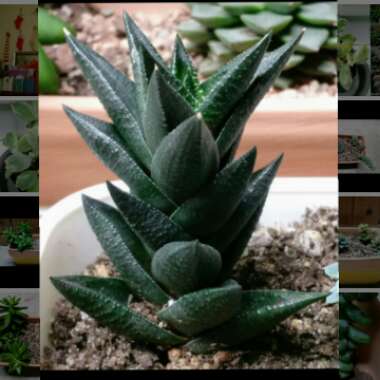 Haworthiopsis coarctata f. greenii syn. Haworthia coarctata f. greenii, Haworthia greenii