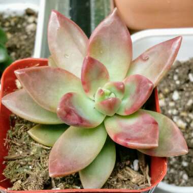 x Graptosedum California Sunset