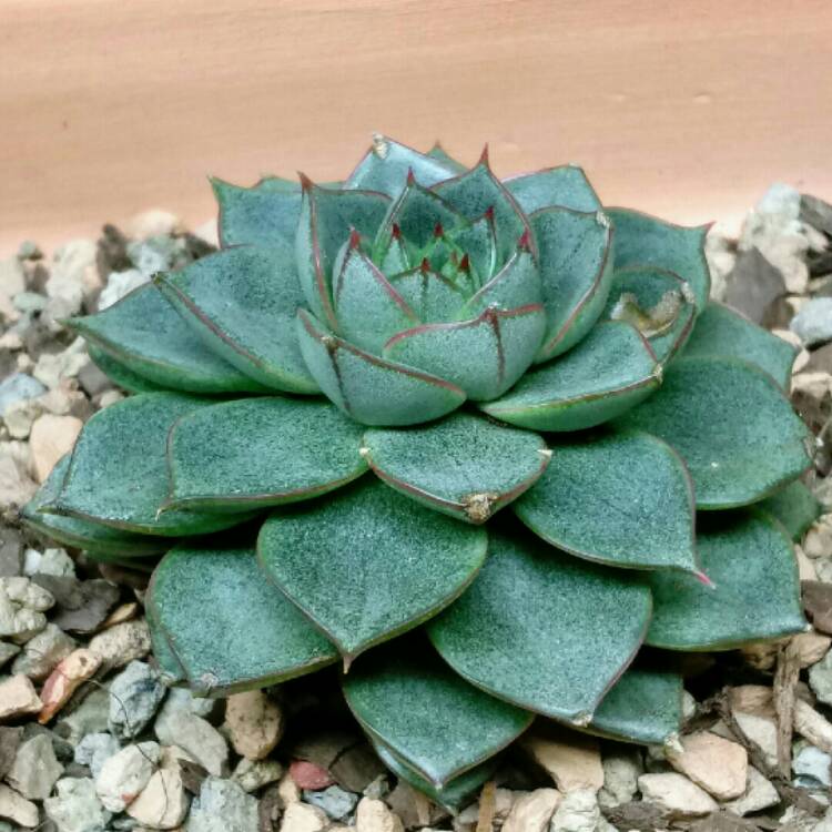 plant image 921277