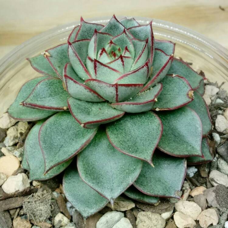 plant image 940877