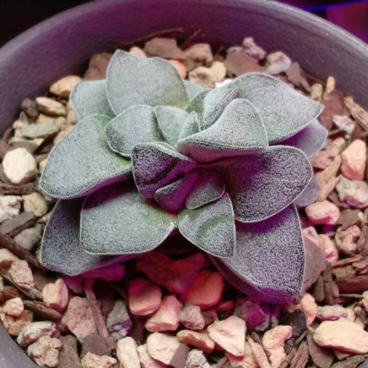 plant image 940880