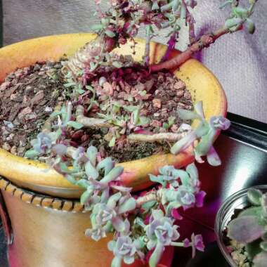 Echeveria Runyonii var. Topsy Turvy