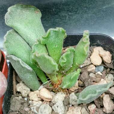 Adromischus cristatus