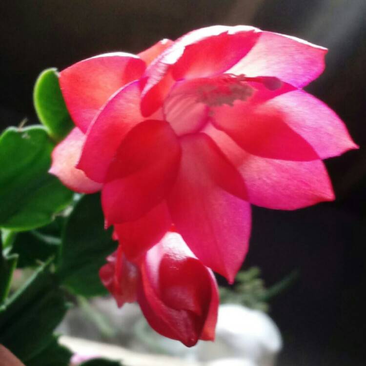 plant image 975462