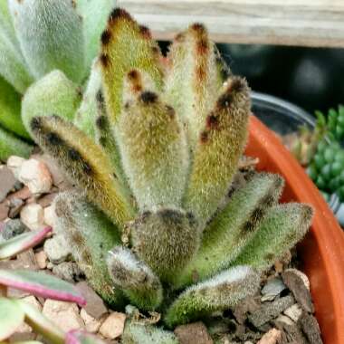 Kalanchoe Tomentosa 'Chocolate Soldier'