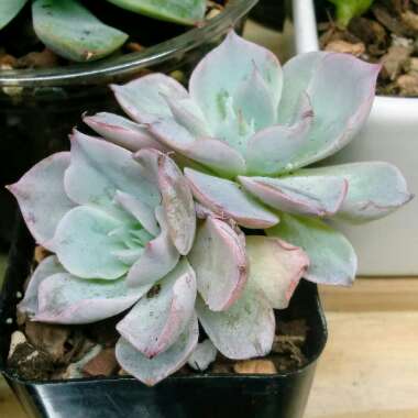 Echeveria