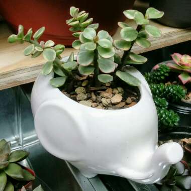 Portulacaria Afra Variegata